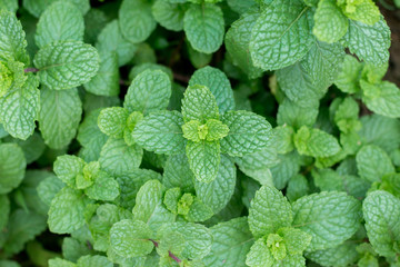 Top views of fresh Mint leaves in garden.
