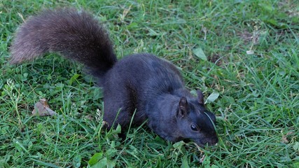 A Black Squirrel with a Blade of Grass Resting on its Head.