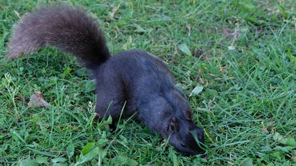 A Black Squirrel Sniffing for Food Close Up