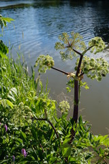 Naklejka premium A Great Angelica Plant (Angelica Atropurpurea) With Water In The Background, Lots of Insects Are On The Plants Flowers.