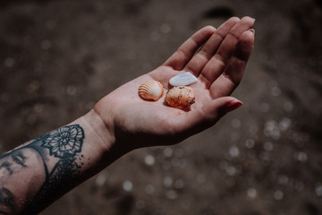 Italien Strand Muscheln