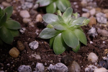 A Few Hen and Chick Plants Growing in a Home.