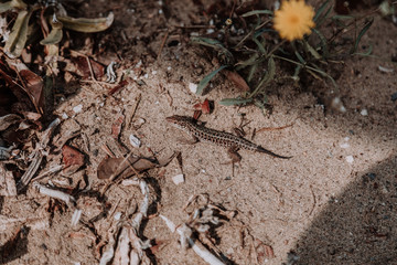 Italien Salamander