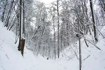 snowy forest in winter