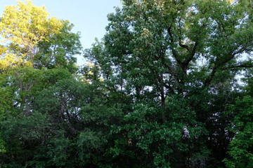 Trees on the Edge of a Field.