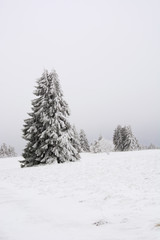A tree laden with snow in Bavaria, Germany