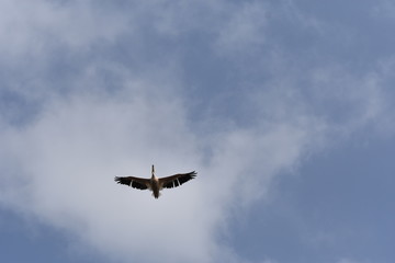 israeli nature