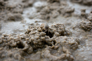 macro crab on the beach
