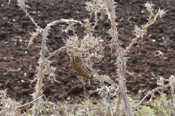 israeli nature