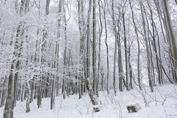 Tree trunks and branches covered in snow on a cold, winter day in Bavaria, Germany