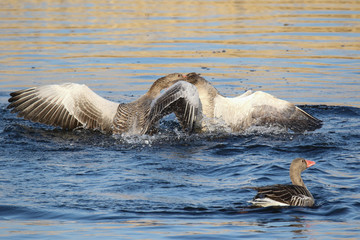 Fototapeta premium greylag goose