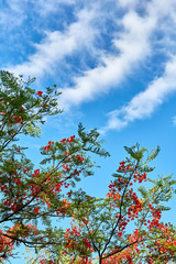 flamboyant and clouds in blue sky