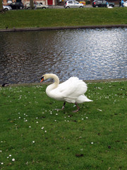 Naklejka premium Europe, Belgium, West Flanders, Bruges,white Swan walking on a green lawn on the Bank of the canal