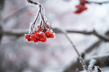 Bunches of red mountain ash covered with hoarfrost is gray on a white background. Copy space.