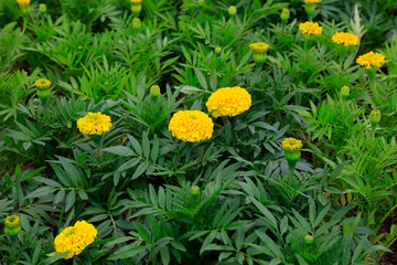 Marigold in the botanical garden