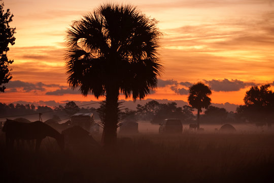 Great Florida Cattle Drive In Kissimmee,Florida.