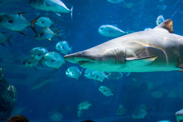 shark in an aquarium