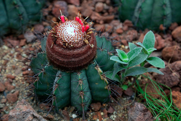 Cactus plants in the botanical garden