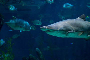 shark in an aquarium