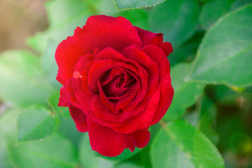 Red rose in the glare of light top view