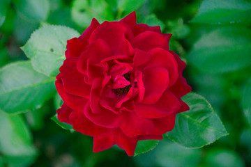 Red rose top view