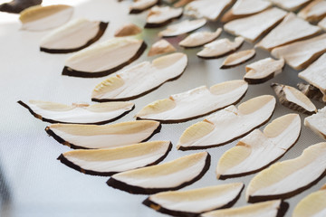 Boletus edulius slices ready for drying