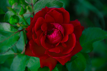 Red rose top view