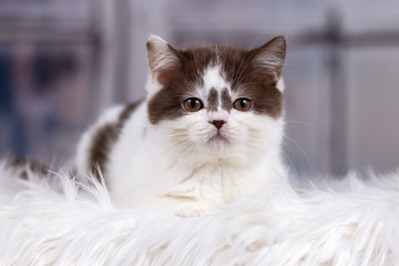 Kitten in braun weiß im Winter