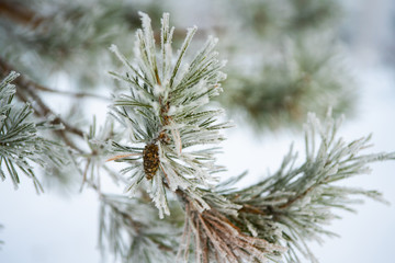 Winter landscape: pine branch with a cone covered with frost. Copy space.
