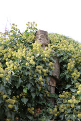 Overgrown stone sculpture