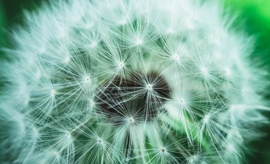 Rolgordijnen Beautiful dandelion macro view, seeds © alicefoxartbox