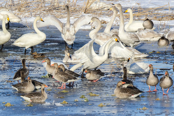 Fototapeta premium Birds