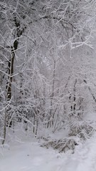 winter trees in the snow