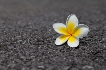 Fototapeta na wymiar Tropical flowers frangipani (plumeria) Almeria on ground