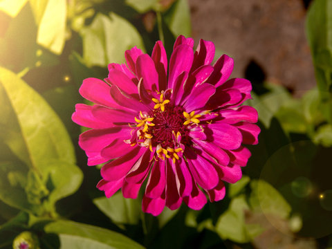 zinniared flower pink flower purple dahlia koton in the glare of light