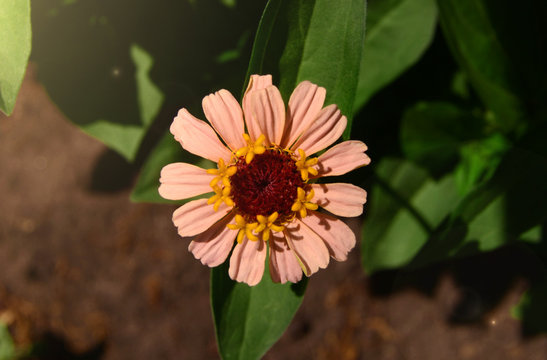 zinniared flower pink dahlia koton  in the glare of light