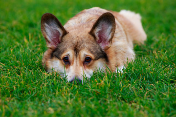 Dog breed Welsh Corgi Pembroke