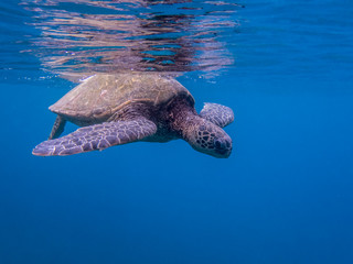 Close Up Profile Green Sea Turtle in Blue Ocean