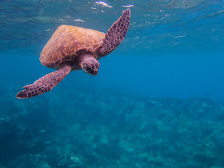 Fototapeta premium Hawaiian Green Sea Turtle Swimming Towards Camera Underwater with Copy Space
