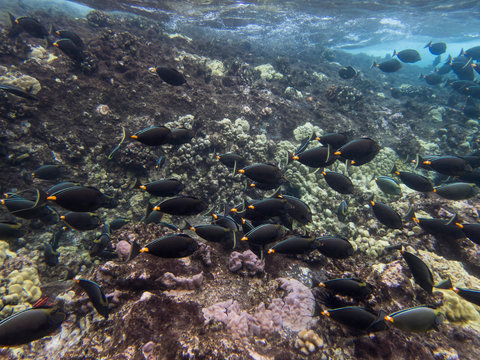 School of Bright Tropical Surgeonfish on Reef Clear Underwater Image