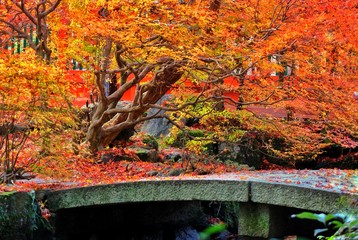 Autumn red maple leaves tree in Japanese temple garden