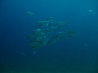 Fototapeta na wymiar peces en el fondo marino