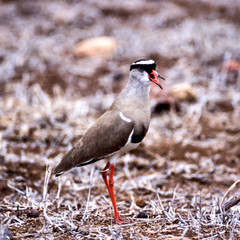 Crowned Plover, (Vanellus coronatus), Kruger National Park, Mpumalanga, South Africa, Africa