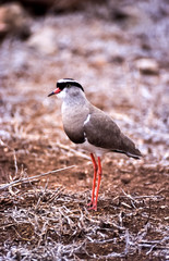 Crowned Plover, (Vanellus coronatus), Kruger National Park, Mpumalanga, South Africa, Africa