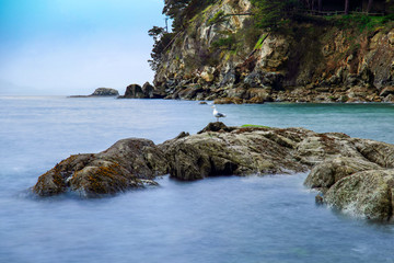 Obraz premium Long exposure of Larrabee Bay with a seagull on the rocks in Bellingham, WA