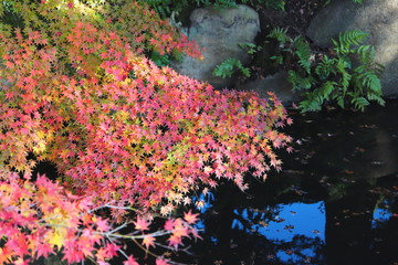 東京都北区　旧古河庭園の池に映る紅葉