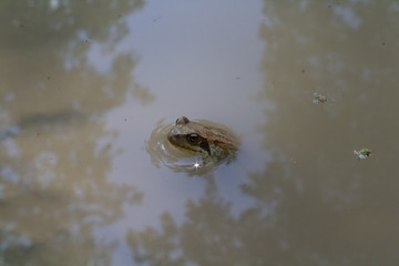 frog in a pond