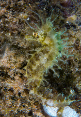 Seahorse in the mediterranean