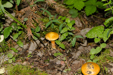 mushroom in forest