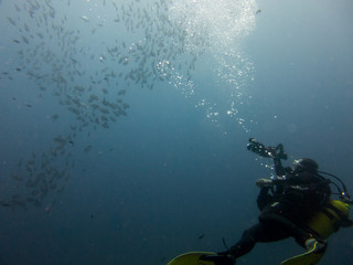 peces en el fondo marino